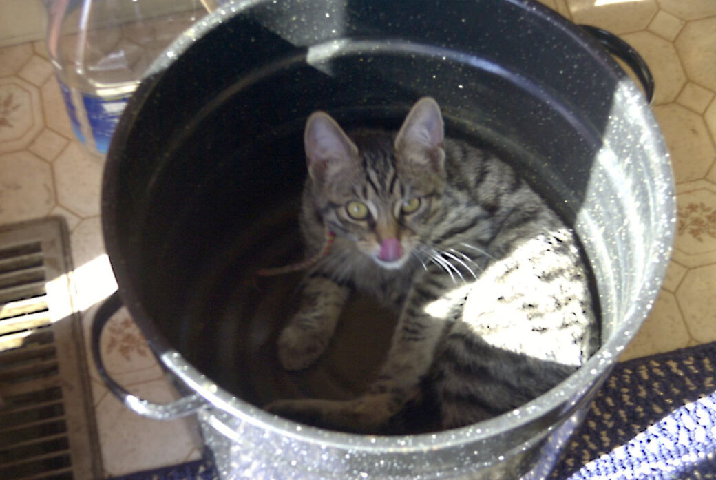 Cat in the pan