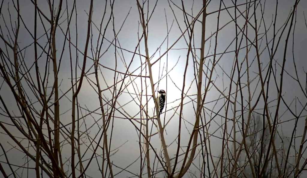 woodpecker, foggy evening