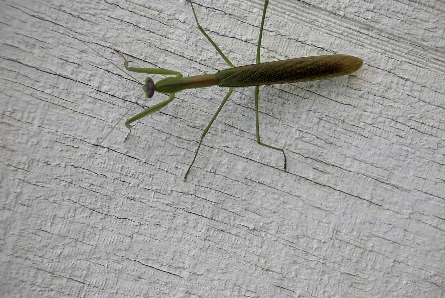 praying mantis