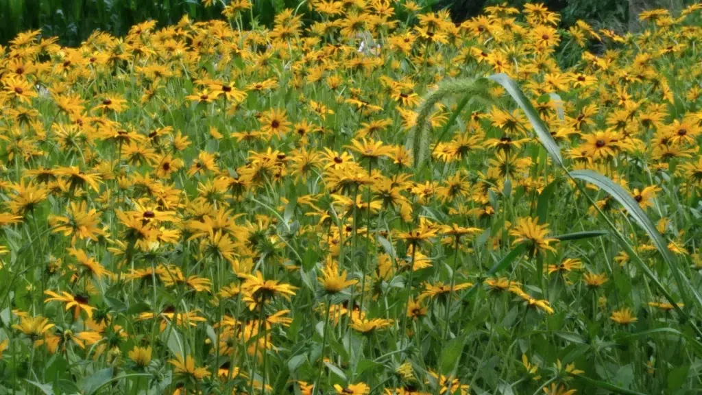 Life blooms.