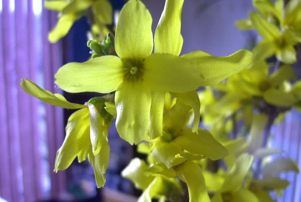 Covid blooming.