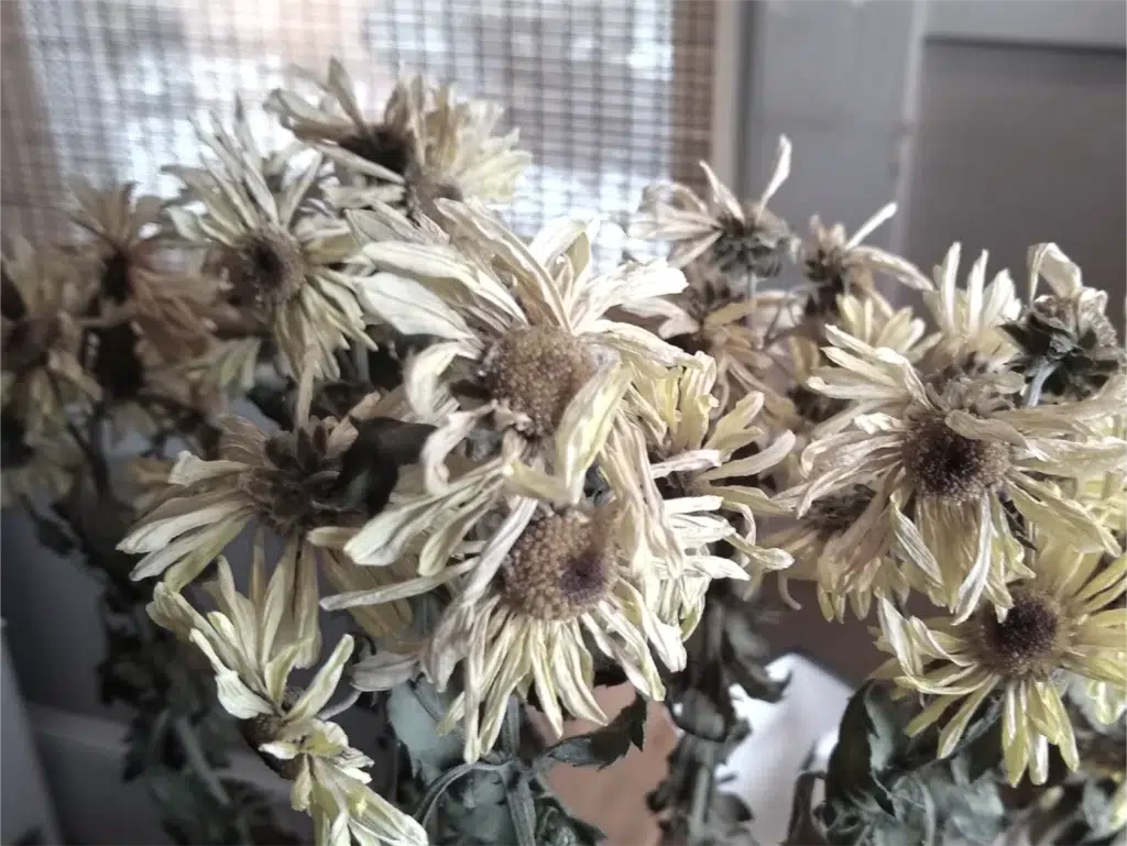 Decay of Life.