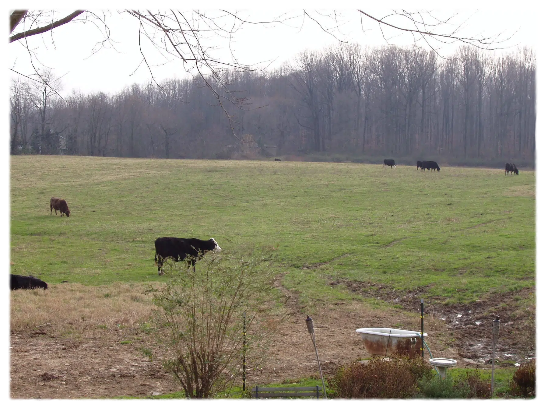 Movement of cows. A peaceful way to be.