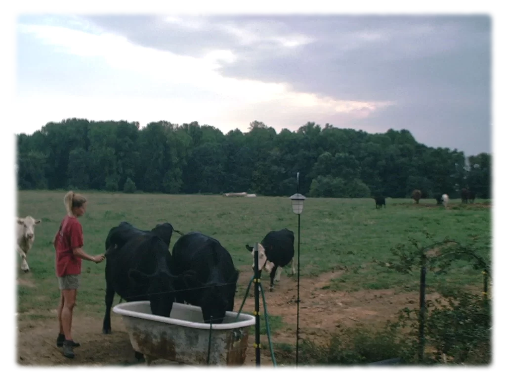 Tending the cows.