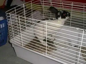 Scooter the Rabbit