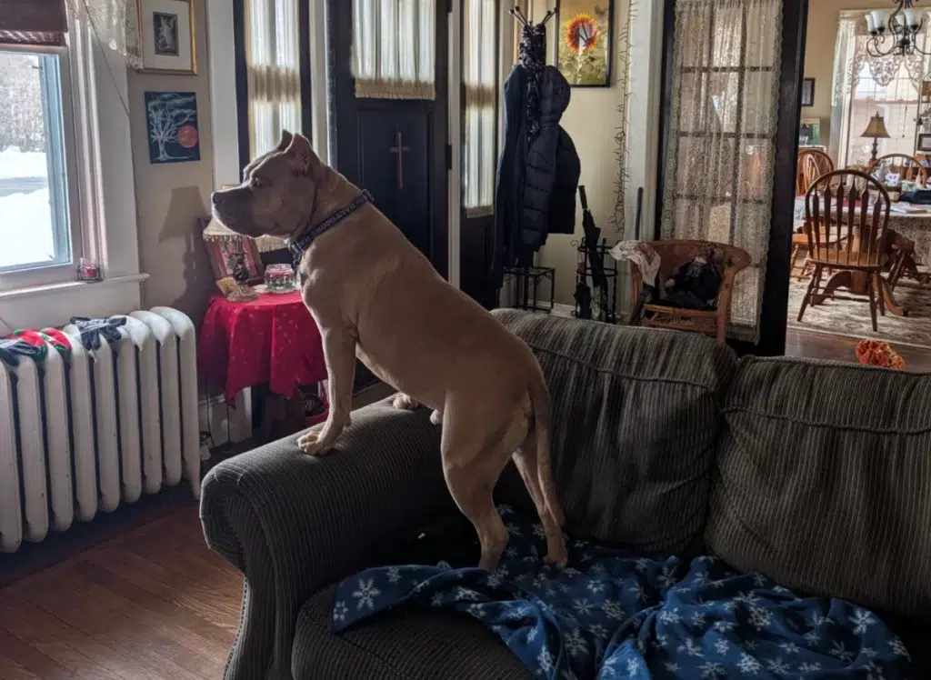 Apollo Waits.